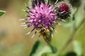 Macro view from above of a shaggy Caucasian wild bee Macropis fulvipes on inflorescences of thistle Arctium lappa Royalty Free Stock Photo