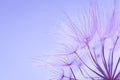 Nature Art - Bright Purple Dandelion Seeds