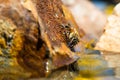 Macro view of an Africanized bee worker on the rock (killer bee) gathering water