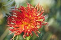 Macro view of amazing yellow - red dahlia flower with long curved petals Royalty Free Stock Photo