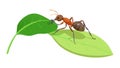 Macro View Ant on Green Leaf Insect Ecology, vector design Generative AI Royalty Free Stock Photo