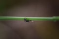 Macro view of an ant walking around on a thin stem Royalty Free Stock Photo