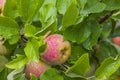 Macro view of apples tree in garden with raindrops on summer day. Royalty Free Stock Photo