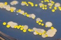 Macro view of bacteria and baker yeast colonies Royalty Free Stock Photo