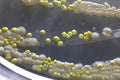 Macro view of bacteria and baker yeast colonies Royalty Free Stock Photo