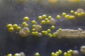 Macro view of bacteria and baker yeast colonies Royalty Free Stock Photo