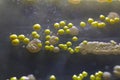 Macro view of bacteria and baker yeast colonies