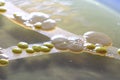 Macro view of bacteria and baker yeast colonies