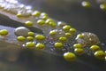 Macro view of bacteria and baker yeast colonies