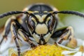 Macro View of a Bald-Faced Hornet