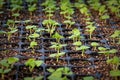 Macro view of basil seedlings sprouting in a propagation tray Royalty Free Stock Photo