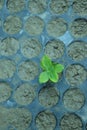 Macro view of basil seedlings sprouting in a propagation tray Royalty Free Stock Photo