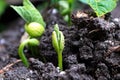 Macro view of beans sprouting with leaves cracking out of the seed Royalty Free Stock Photo