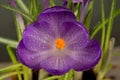 Macro view of a beautiful crocus flower Royalty Free Stock Photo