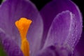Macro view of a beautiful crocus flower Royalty Free Stock Photo