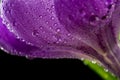 Macro view of a beautiful crocus flower Royalty Free Stock Photo