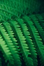 Macro view of beautiful fresh green fern leaf background. Royalty Free Stock Photo