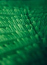Macro view of beautiful fresh green fern leaf background. Royalty Free Stock Photo
