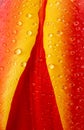 Macro View of a Beautiful Fresh Orange and Yellow Tulips Royalty Free Stock Photo