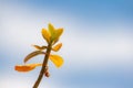 Branches of Aptenia Cordifolia with a blue sky with clouds in the background Royalty Free Stock Photo