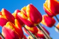 Macro view of beautiful orange tulips, Netherlands Royalty Free Stock Photo