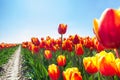 Macro view of beautiful orange tulips in sunshine Royalty Free Stock Photo