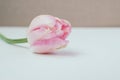 Macro view of a pink single tulip on light background, copy space Royalty Free Stock Photo