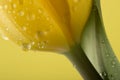 Macro view of a beautiful tulip flower on yellow. Spring background Royalty Free Stock Photo