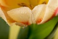 Macro view of a beautiful tulip flower on yellow. Spring background Royalty Free Stock Photo