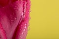 Macro view of a beautiful tulip flower on yellow. Spring background Royalty Free Stock Photo