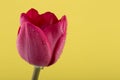 Macro view of a beautiful tulip flower on yellow. Spring background Royalty Free Stock Photo