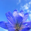 Macro view of center of the violet blossom flower on clear blue sky background Royalty Free Stock Photo