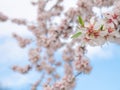 Macro view of beautiful white flowers of almond tree (Prunus Dulcis) Royalty Free Stock Photo
