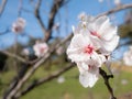 Macro view of beautiful white flowers of almond tree Prunus Dulcis Royalty Free Stock Photo