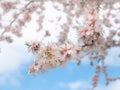 Macro view of beautiful white flowers of almond tree (Prunus Dulcis) Royalty Free Stock Photo