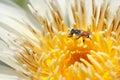 Bee in white lotus flower Royalty Free Stock Photo