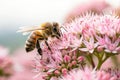 Macro View of Bee Pollinating Pink Flowers Royalty Free Stock Photo