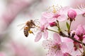 Macro View of Bee Pollinating Pink Flowers Royalty Free Stock Photo