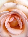 Macro view of beige rose. Closeup of rose petals.