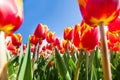 Macro view from below of many orange tulips Royalty Free Stock Photo