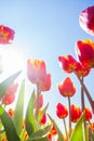 Macro view from below of tulips in sunshine Royalty Free Stock Photo
