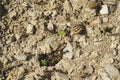 Macro view of black ants hill working on ground nest,animal insect wildlife