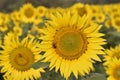 Macro view of black honeybee pollinating sunflower. Sunflower cultivation at sunrise Royalty Free Stock Photo