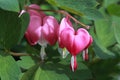 Macro view of bleeding heart flowers blooming Royalty Free Stock Photo