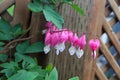 Macro view of bleeding heart flowers blooming Royalty Free Stock Photo