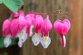 Macro view of bleeding heart flowers blooming Royalty Free Stock Photo