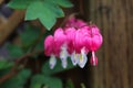 Macro view of bleeding heart flowers blooming Royalty Free Stock Photo