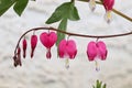 Macro view of bleeding heart flowers blooming Royalty Free Stock Photo