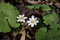 Macro view of bloodroot Sanguinaria canadensis wildflowers blooming in early spring