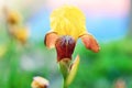 Macro view blooming irises. Springtime landscape with bunch of yellow flowers. Selective focus photo